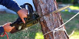 Best Lot and Land Clearing  in Quartz Hill, CA