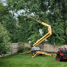 Best Fruit Tree Pruning  in Quartz Hill, CA