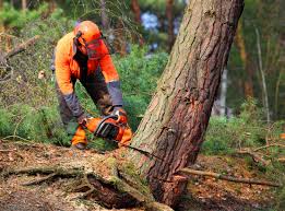 Best Lawn Watering Services  in Quartz Hill, CA