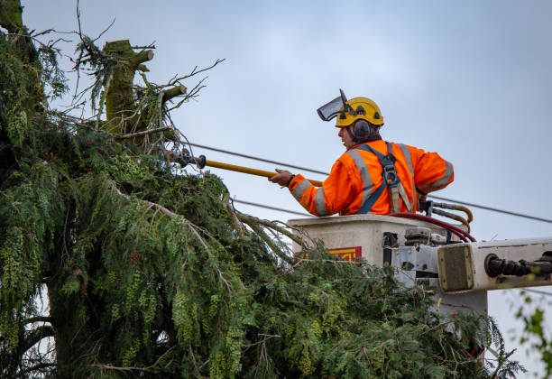 Best Arborist Consultation Services  in Quartz Hill, CA