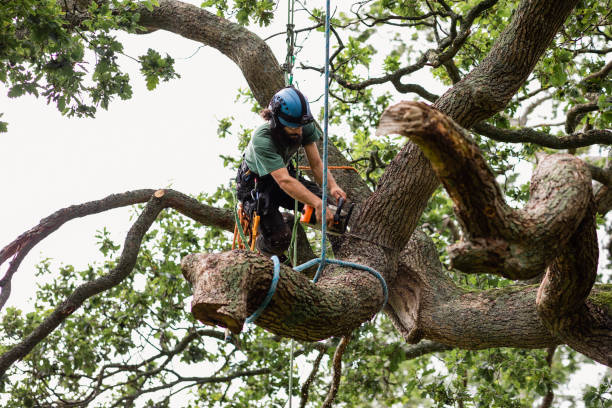 Best Tree Preservation Services  in Quartz Hill, CA