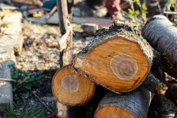 Best Emergency Tree Removal  in Quartz Hill, CA