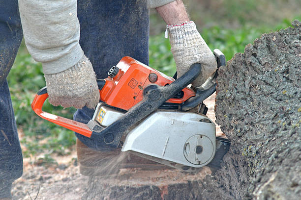 Best Storm Damage Tree Cleanup  in Quartz Hill, CA