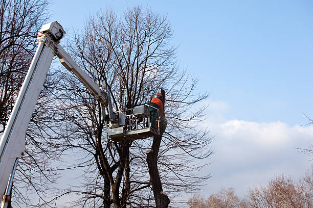 Best Tree Trimming and Pruning  in Quartz Hill, CA